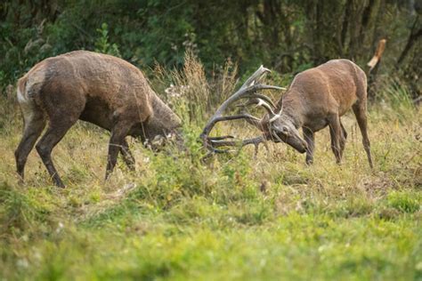 Le brame du cerf Rencontre avec le roi de la forêt