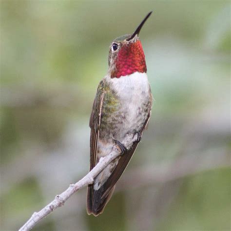 Nesting material for hummingbirds – Sheri L. Williamson