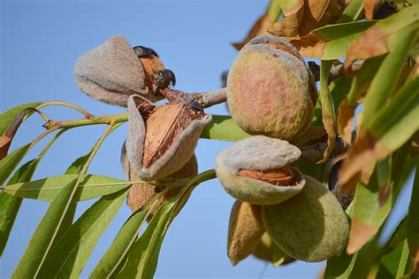 EU says almond trees must go | Costa News