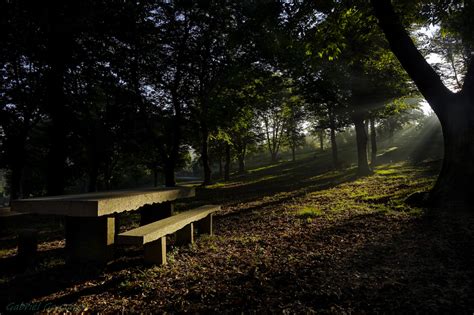 Fotos gratis paisaje árbol naturaleza bosque ligero noche luz