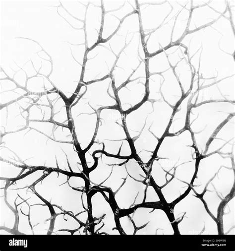 Arbre De Vie Noir Et Blanc Banque Dimages Noir Et Blanc Alamy