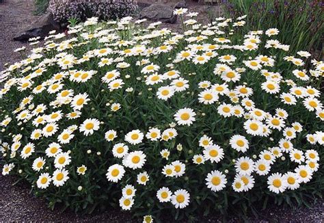 Sementes Da Flor Margarida Gigante Branca Chrysanthemum Leucanthemum