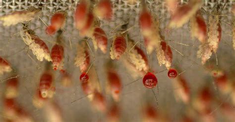 Discovering The Deadly Diversity Of Malaria Pursuit By The University