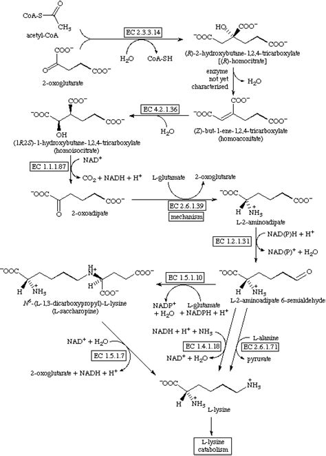 Lysine Catabolism