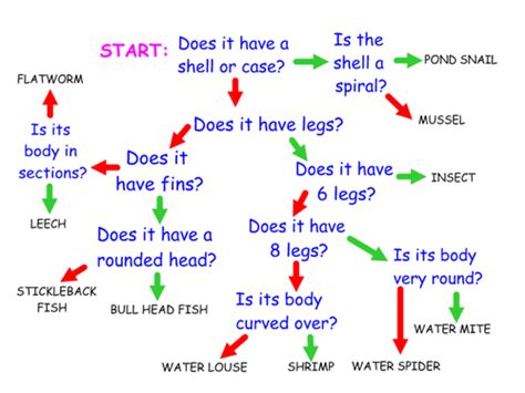 Identification Classification Key By Uk Teaching Resources Tes