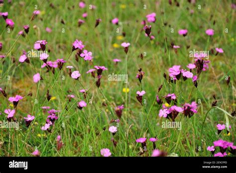 Pflanzen Der Blumenwiese Fotos Und Bildmaterial In Hoher Aufl Sung