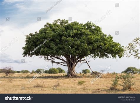 Figs Big Fig Tree Photos Images And Pictures Shutterstock