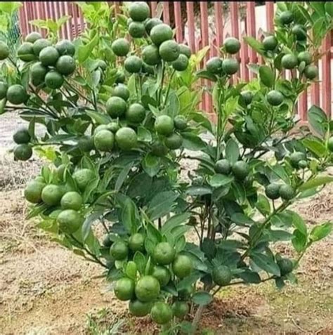 Organic Full Sun Exposure Mosambi Fruit Live Plant For Garden At Rs 30