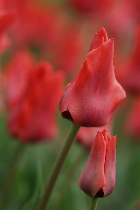 Closeup of a Lotus Bud · Free Stock Photo