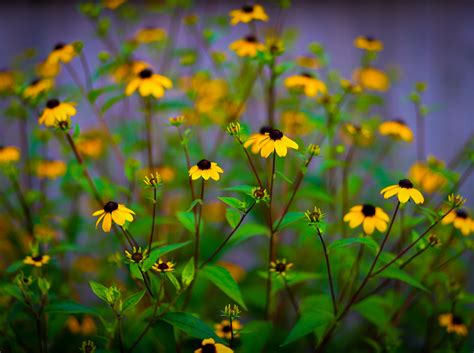 Planter Des Fleurs Pour Sauver Les Pollinisateurs Prot Gez Vous Ca