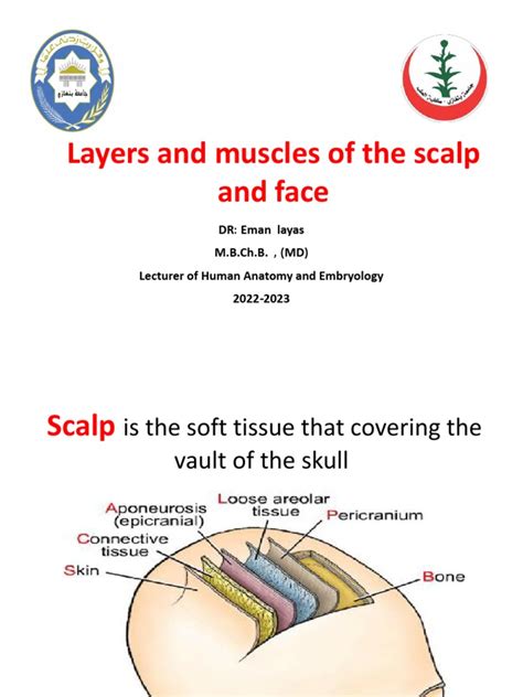 9-Layers and Muscles of The Scalp and Face | PDF