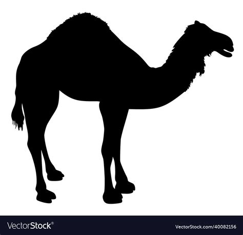 Silhouette of camel Royalty Free Vector Image - VectorStock