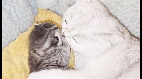 The Way The Mother Cat Loves Her Kitten Is Very Strongly Like Endless