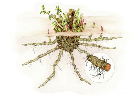 Japanese Knotweed Root Crown Photograph By Lizzie Harperscience Photo