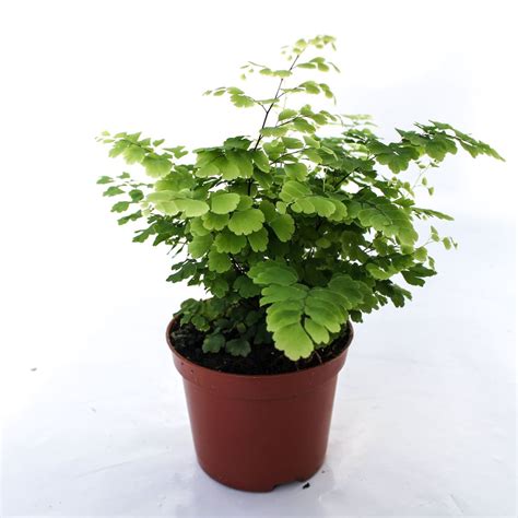 Adiantum Raddianum Fritz Luthi P85 Cm H20 Cm Planten Groothandel