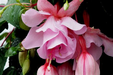 Buy Fuchsia Julie Horton Plants | J Parker Dutch Bulbs