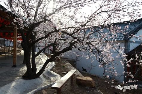 旅游天下 · 淄博三月赏杏花地图出炉，绝色暴击，欠你们的春天回来了！