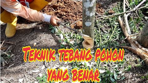Cara Dan Teknik Menebang Pohon Yang Benar Youtube