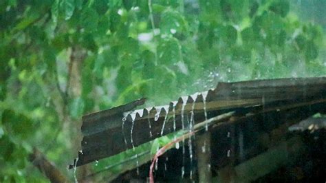 Heavy Rainstorm Rain Falling On Tin Roof Rain In Yosemite Tin Roof