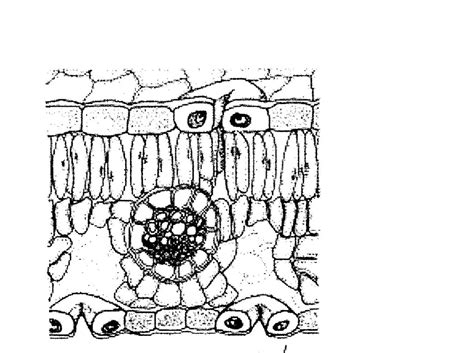 Cross Section Of A Leaf Diagram Quizlet