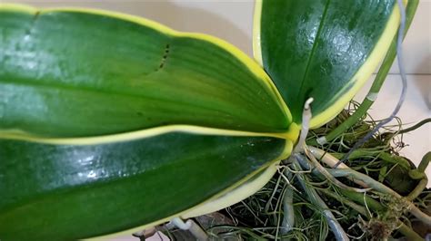 COMO MANTER FOLHAS DE ORQUÍDEAS LINDAS E SAUDÁVEIS Como Ter