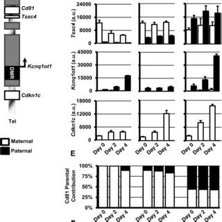 Allelic Expression Of Imprinted Genes In The Kcnq1 Domain During TS