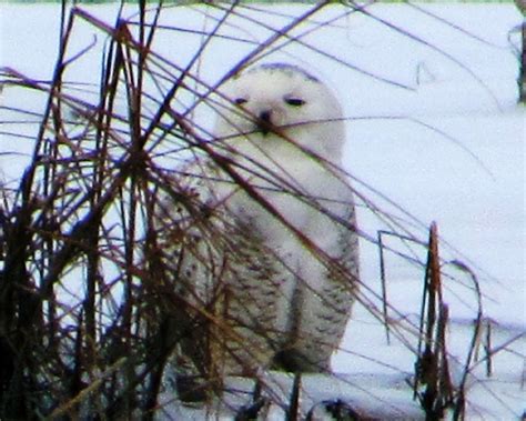 Robert Miller: Rare winter sightings of snowy owls in CT pose dangers