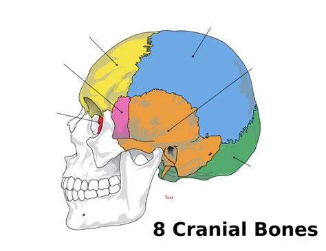 Cranial Bones Diagram Quizlet