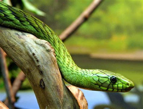 mamba - ANW (Algemeen Nederlands Woordenboek)