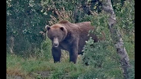 30 Aug 2024 164 Bucky Grazes On Bridge Trail Explore Org YouTube