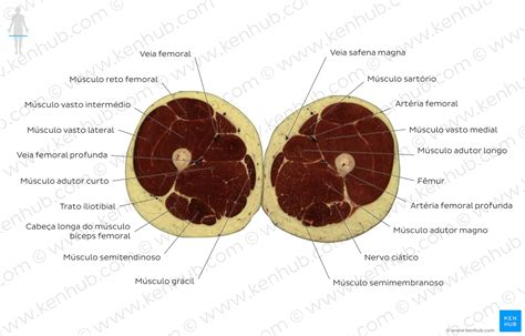 Anatomia Seccional Secções Transversais Do Corpo Humano Kenhub