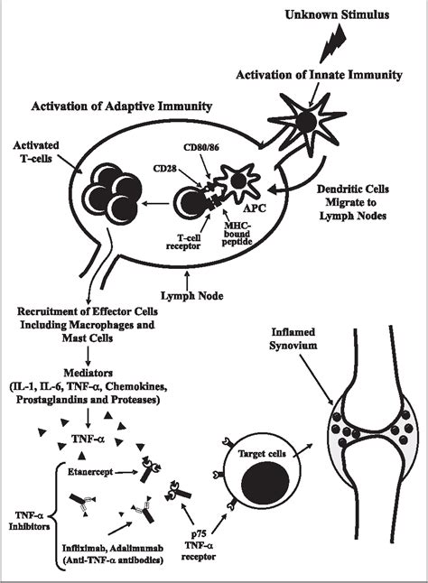 Figure From Immunopathogenesis Of Psoriasis And Psoriatic Arthritis