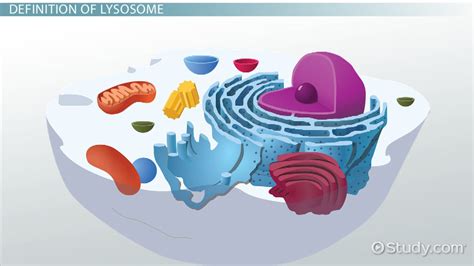 Lysosome Definition Function And Structure Lesson