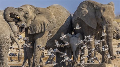 Importante baisse du braconnage des éléphants en Namibie CGTN