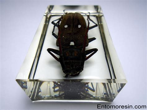BATOCERA RUBUS IMMACULIPENNIS