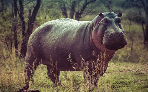 Hippo Savannah Wildlife Hippopotamus Africa Hippopotamus Amphibius