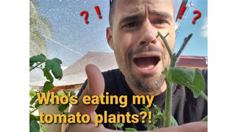 Whos Eating My Tomato Plants Find Out Here And What You Can Do About