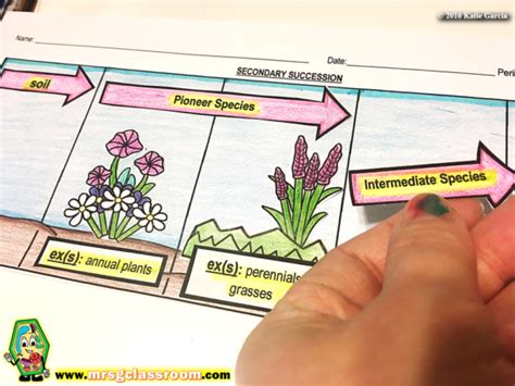 Ecological Succession Primary And Secondary Mrs Gs Classroom