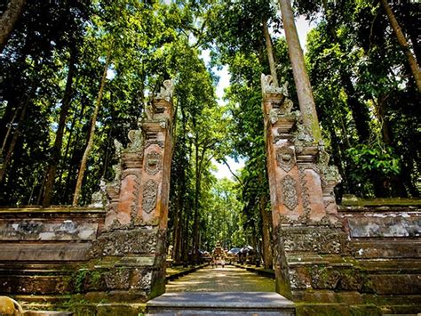 MONKEY FOREST UBUD (Guide, including rabies) - TheNorthernBoy