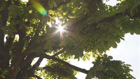 Meteorologischer Sommeranfang Sommergefühle in der Ostschweiz TVO Online