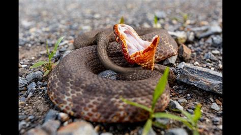 Watch Out For Baby Copperhead Snakes