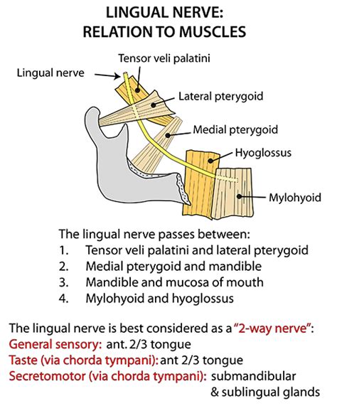 Instant Anatomy Head And Neck Nerves Cranial Lingual Nerve In