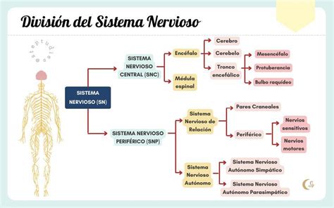 División del Sistema Nervioso Steptudies uDocz