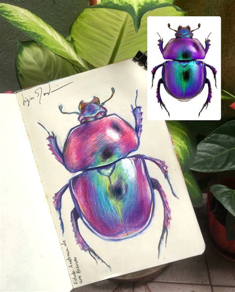 Anatomy of a Beetle by artesdajardim on DeviantArt