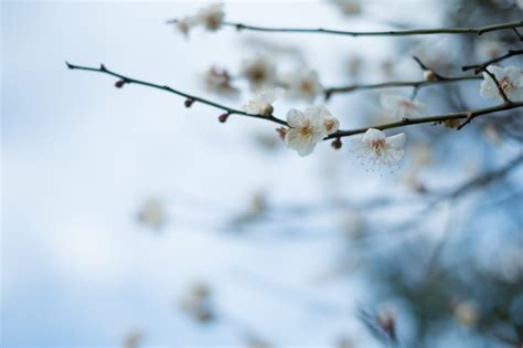 Wallpaper Japan Sunlight Nature Snow Winter Branch Frost