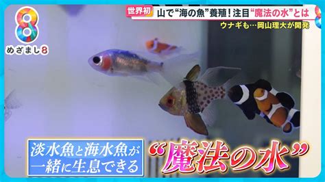 【世界初】山で海の魚を養殖 淡水魚と海水魚が共存できる！岡山理大が開発“魔法の水”【めざまし8】 Youtube