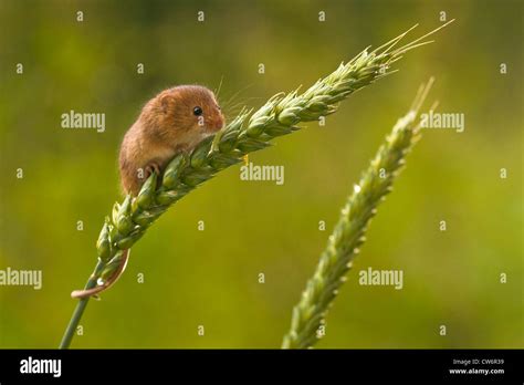 Harvest Mouse Eating Hi Res Stock Photography And Images Alamy