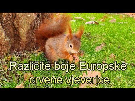 Različite boje crvene vjeverice, sciurus vulgaris, Životinje i Priroda ...
