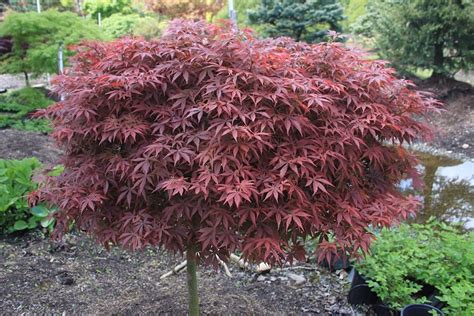 Acer palmatum ‘Shaina’ - Hickory Hollow Nursery and Garden Center