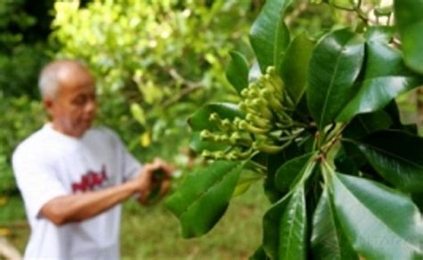 Kelapa Cengkih Dan Kakao Jadi Unggulan Sindomanado